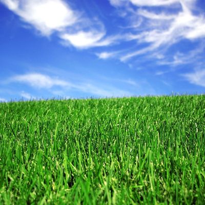 Guter Preis 50mm landschaftlich gestaltendes synthetisches künstliches Gras für Fußball-Gericht online